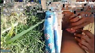 Desi bhabhi fingers her wet pussy in wheat fields then gets fucked hard by village stud