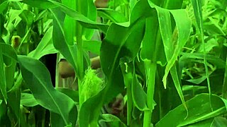 Helping a friend in the cornfield