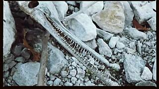 wedding bride seduces groom on oklahoma farm