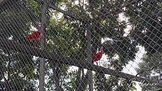 Guia Turística Leva Viajante De Férias Para Conhecer O Parque Mas Eles Encontraram Um Bom Lugar - Cum On Ass And Female Orgasm