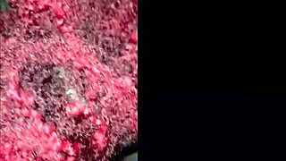 TikTok celebrity bound and riding to orgasm