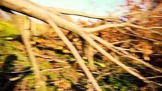 petite babe bent over in the park with panties pulled up after getting a deep creampie outdoors