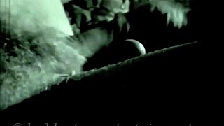 Victorian English Gentleman Shares His Secret Life Confessions