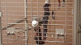 I, Phoebe Kalib, find comfort in his massive cock during sex