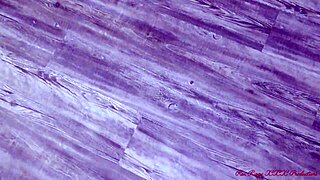 Photo Shoot Footage With Pornstar Jade Five Months Pregnant