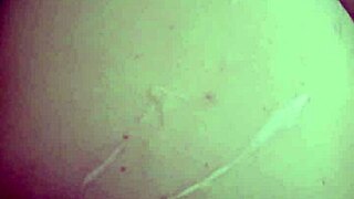 Horny Couple Devours Delicious Wife in Intense Session