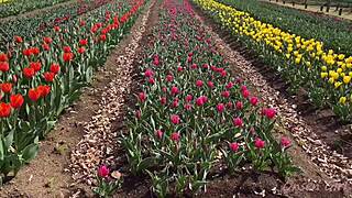 wanna soak in sakura hot springs with sexy nacchi?