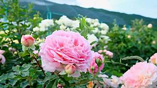 college buddy sneaks in and fucks my tight indian pussy hard