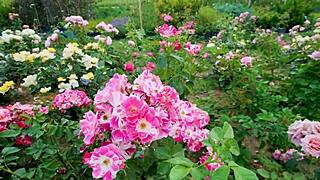 college buddy sneaks in and fucks my tight indian pussy hard