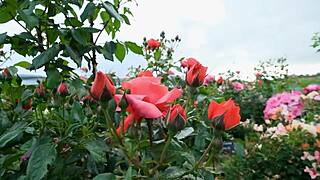 college buddy sneaks in and fucks my tight indian pussy hard