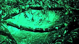 Dark lantern unveils dragonfly freddie's vintage hairy beaver close-up